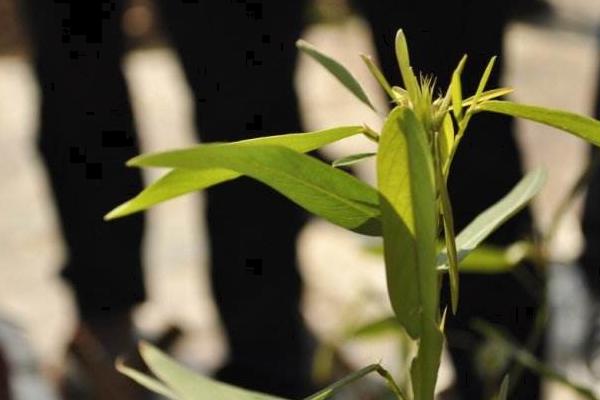 跳舞草怎么養(yǎng) 跳舞草養(yǎng)殖方法與注意事項