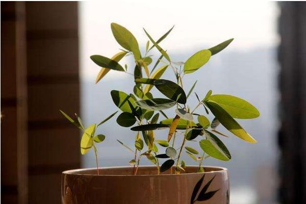 跳舞草怎么養 跳舞草養殖方法與注意事項