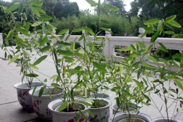 跳舞草怎么養 跳舞草養殖方法與注意事項