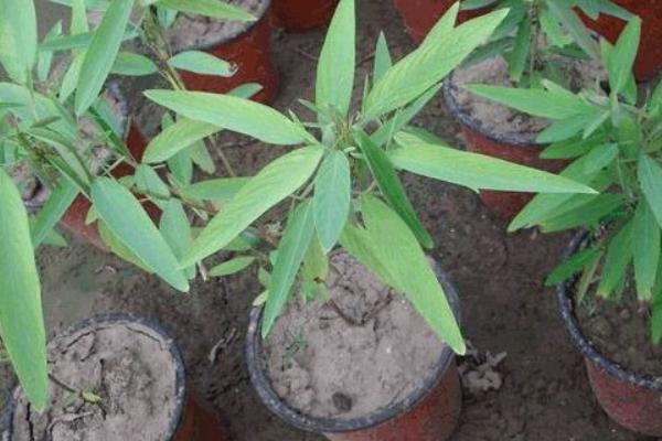 跳舞草怎么養 跳舞草養殖方法與注意事項