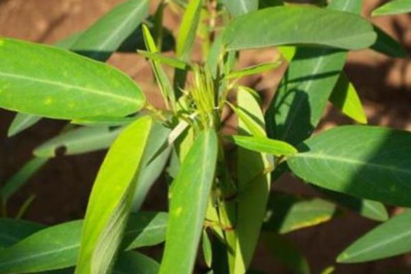 跳舞草怎么養 跳舞草養殖方法與注意事項