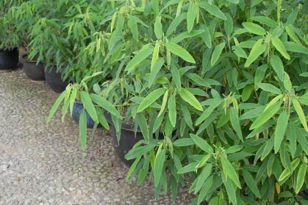 跳舞草怎么養 跳舞草養殖方法與注意事項