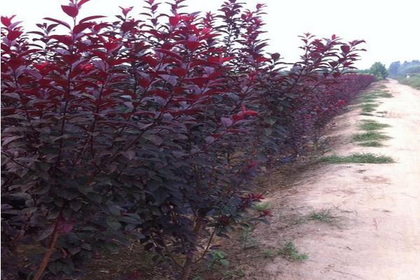 紫葉李花期是幾月 紫葉李圖片大全