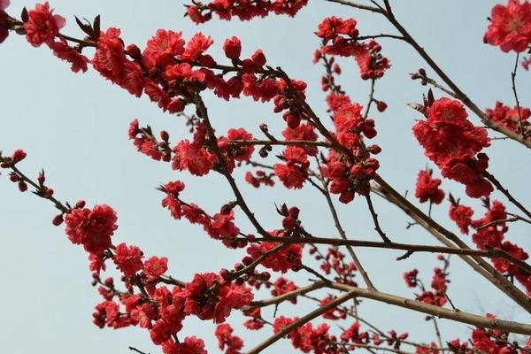 碧桃和榆葉梅的區別是什么 碧桃怎么養殖