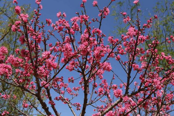 碧桃和榆葉梅的區別是什么 碧桃怎么養殖