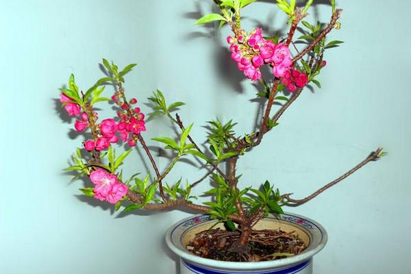 碧桃和榆葉梅的區別是什么 碧桃怎么養殖