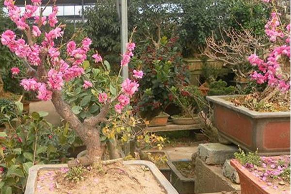 碧桃和榆葉梅的區別是什么 碧桃怎么養殖