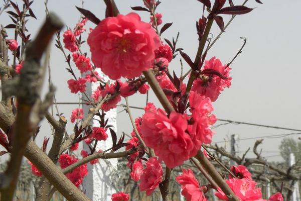 碧桃和榆葉梅的區別是什么 碧桃怎么養殖