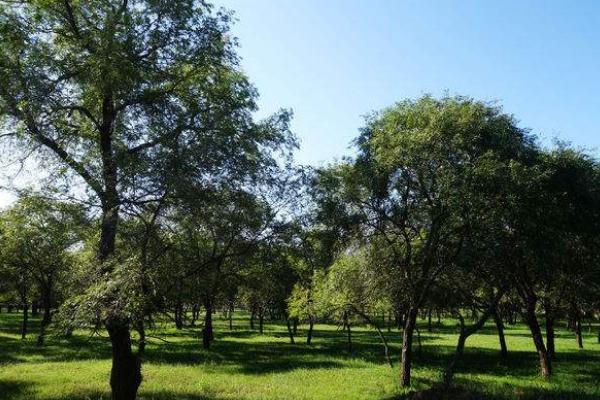 墳上長榆樹好不好 家庭養榆樹對風水的作用