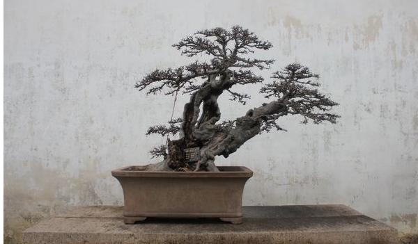 榆樹市場價格多少錢一棵(20年、30年、50年等) 榆樹盆景制作方法