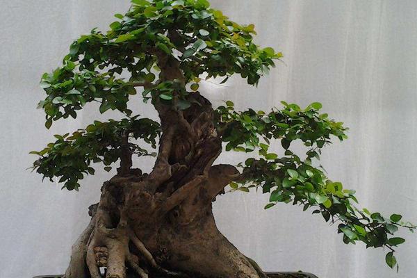 榆樹市場價格多少錢一棵(20年、30年、50年等) 榆樹盆景制作方法