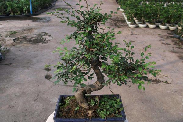 榆樹市場價格多少錢一棵(20年、30年、50年等) 榆樹盆景制作方法