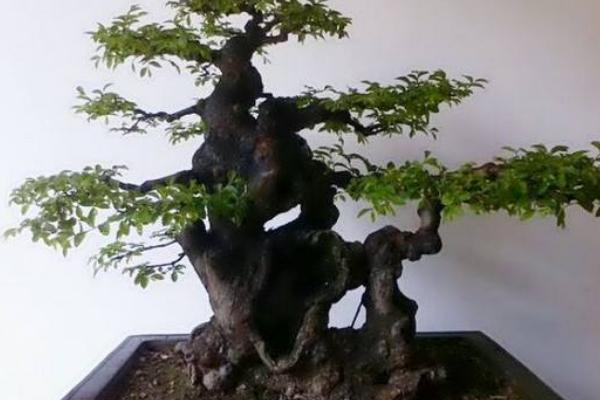 榆樹市場價格多少錢一棵(20年、30年、50年等) 榆樹盆景制作方法