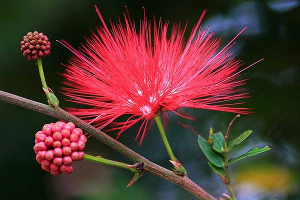 朱纓花有毒嗎 朱纓花能放在室內(nèi)臥室嗎