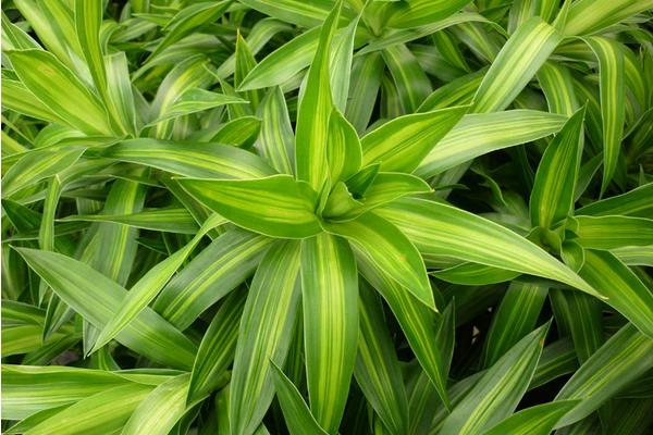 百合竹有毒嗎 百合竹能放在室內(nèi)臥室嗎