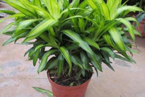 百合竹怎么養 百合竹養殖方法與注意事項