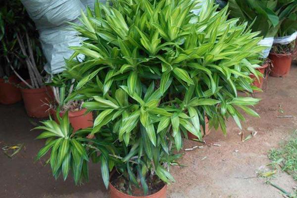 百合竹怎么養 百合竹養殖方法與注意事項