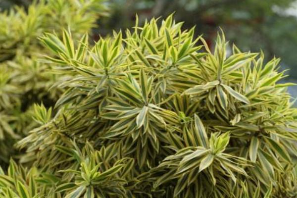 百合竹怎么養 百合竹養殖方法與注意事項