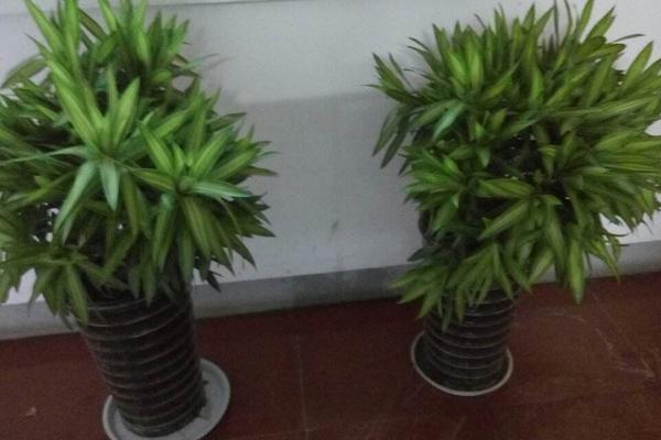 百合竹怎么養 百合竹養殖方法與注意事項