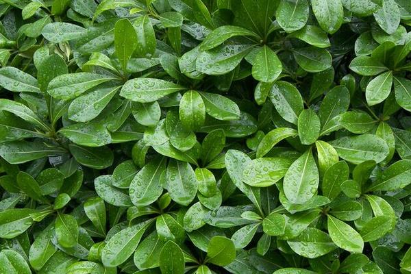 冬青功效與作用及禁忌 冬青藥用價值