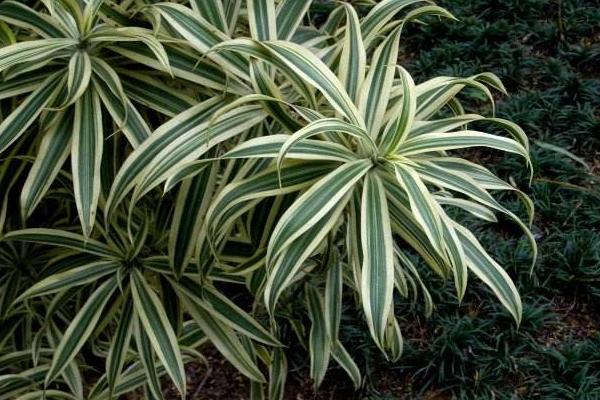 家庭養(yǎng)百合竹放在哪里好 養(yǎng)百合竹對風水的作用