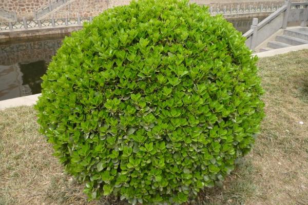 冬青功效與作用及禁忌 冬青藥用價(jià)值