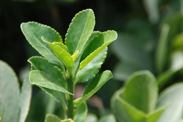 冬青功效與作用及禁忌 冬青藥用價(jià)值