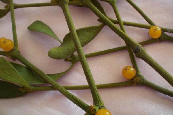 冬青功效與作用及禁忌 冬青藥用價(jià)值