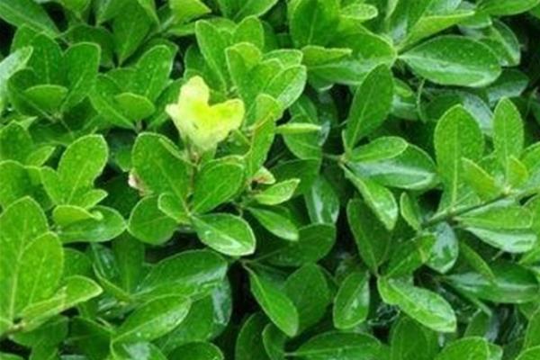 冬青功效與作用及禁忌 冬青藥用價(jià)值