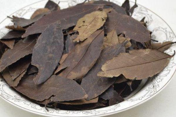 冬青功效與作用及禁忌 冬青藥用價(jià)值