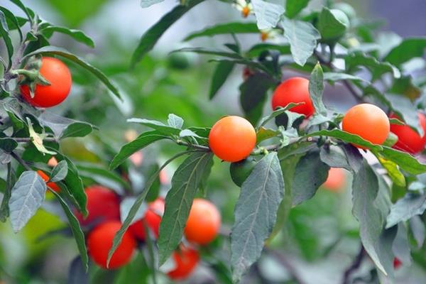 冬珊瑚盆景市場價格多少錢一盆 冬珊瑚的繁殖方法