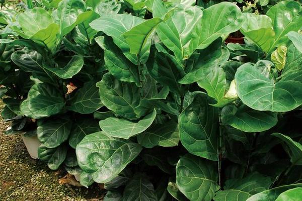 琴葉榕的功效與作用及禁忌 琴葉榕藥用價值