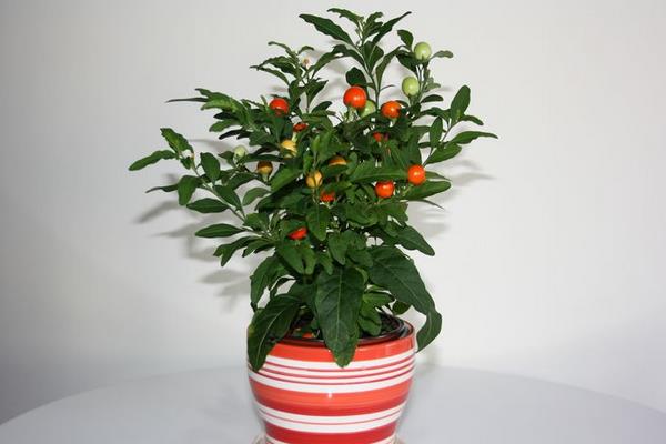 冬珊瑚盆景市場價格多少錢一盆 冬珊瑚的繁殖方法