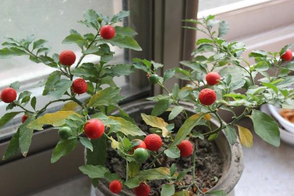 冬珊瑚盆景市場價格多少錢一盆 冬珊瑚的繁殖方法