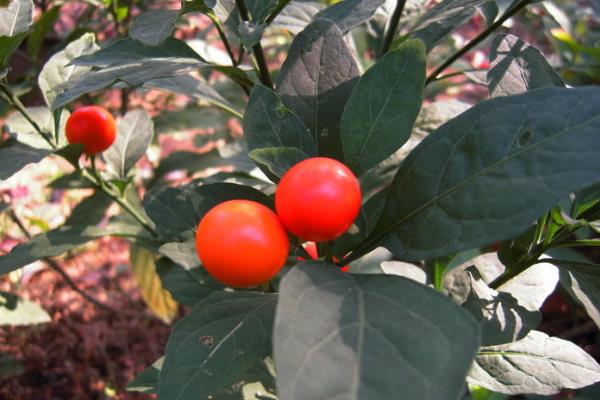 冬珊瑚盆景市場價格多少錢一盆 冬珊瑚的繁殖方法