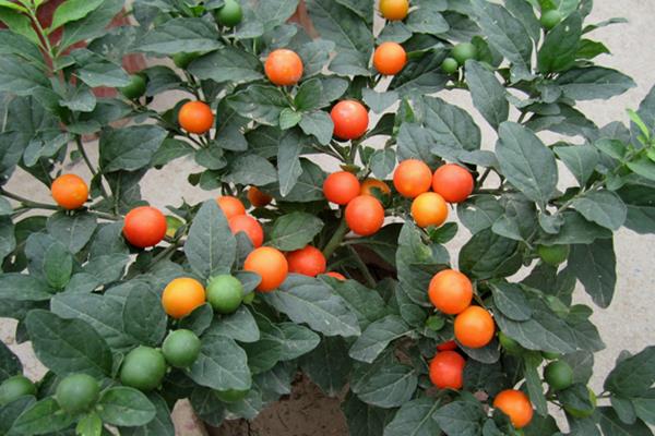 冬珊瑚盆景市場價格多少錢一盆 冬珊瑚的繁殖方法