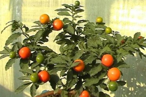 冬珊瑚盆景市場價格多少錢一盆 冬珊瑚的繁殖方法