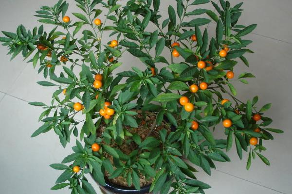 冬珊瑚盆景市場價格多少錢一盆 冬珊瑚的繁殖方法