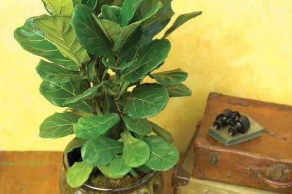 琴葉榕怎么養 琴葉榕養殖方法與注意事項