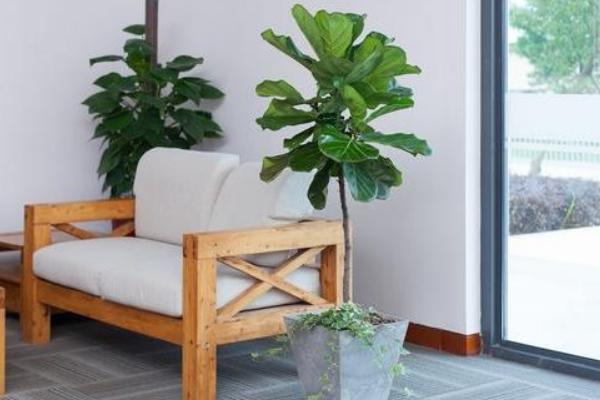 琴葉榕怎么養 琴葉榕養殖方法與注意事項