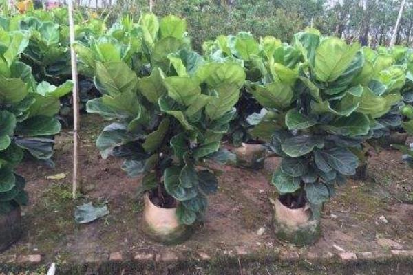 琴葉榕怎么養 琴葉榕養殖方法與注意事項