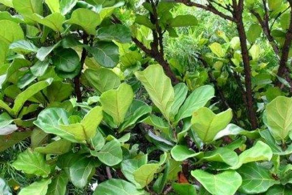 琴葉榕怎么養 琴葉榕養殖方法與注意事項