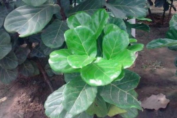 琴葉榕怎么養 琴葉榕養殖方法與注意事項