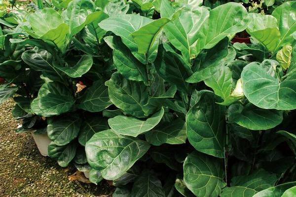 琴葉榕怎么養 琴葉榕養殖方法與注意事項