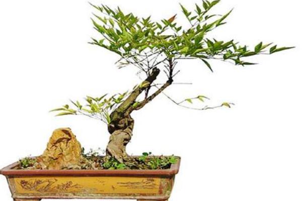 南天竹盆景市場(chǎng)價(jià)格多少錢(qián)一盆 南天竹盆景制作方法