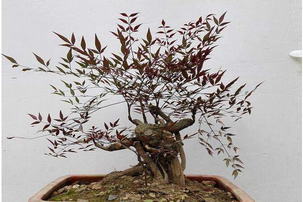 南天竹盆景市場(chǎng)價(jià)格多少錢一盆 南天竹盆景制作方法