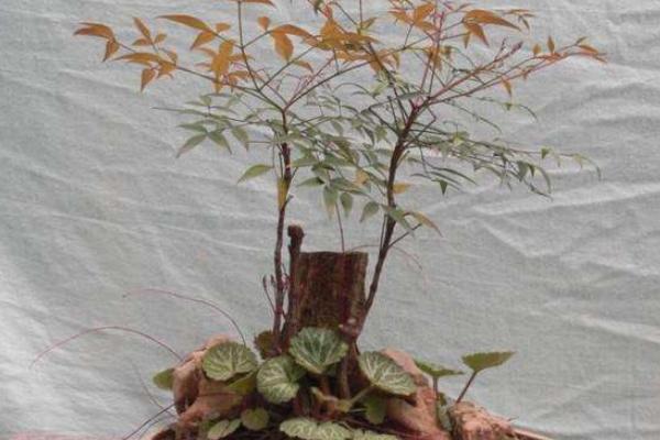 南天竹盆景市場(chǎng)價(jià)格多少錢一盆 南天竹盆景制作方法