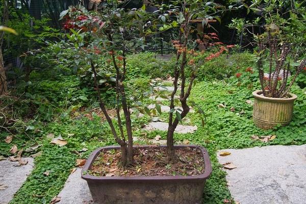 南天竹盆景市場(chǎng)價(jià)格多少錢一盆 南天竹盆景制作方法