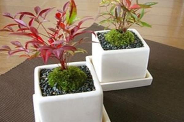 南天竹盆景市場(chǎng)價(jià)格多少錢一盆 南天竹盆景制作方法