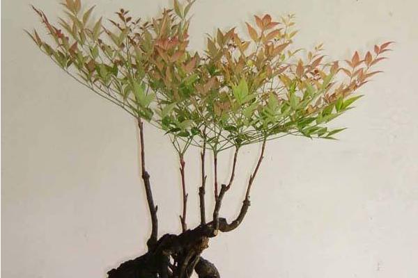 南天竹盆景市場(chǎng)價(jià)格多少錢一盆 南天竹盆景制作方法